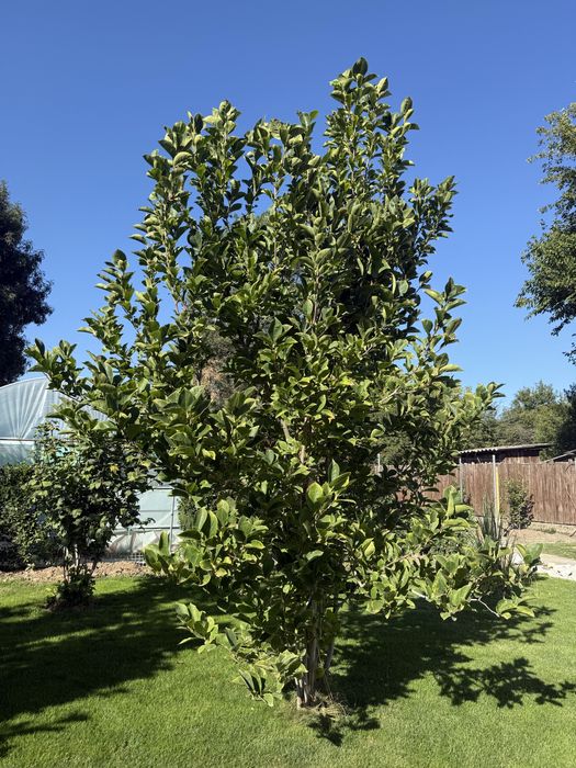 Magnolie de vanzare