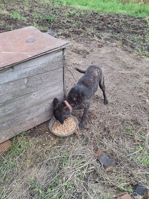 Câine pentru adopție