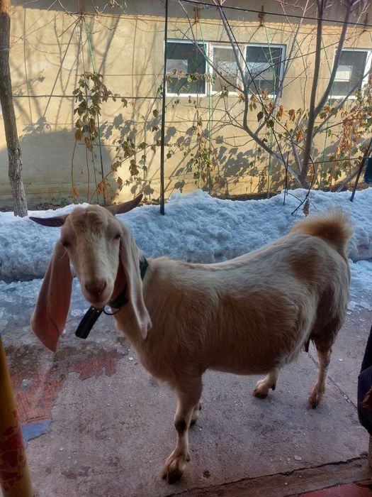 КАМОРИ котная вторым отелом цена 300.000 находится в Алматинской обл