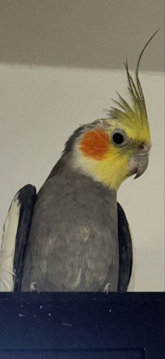 Vand Papagal Nimfa + colivie mare