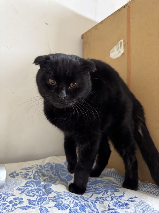 Породистый шикарный кот ищет дом