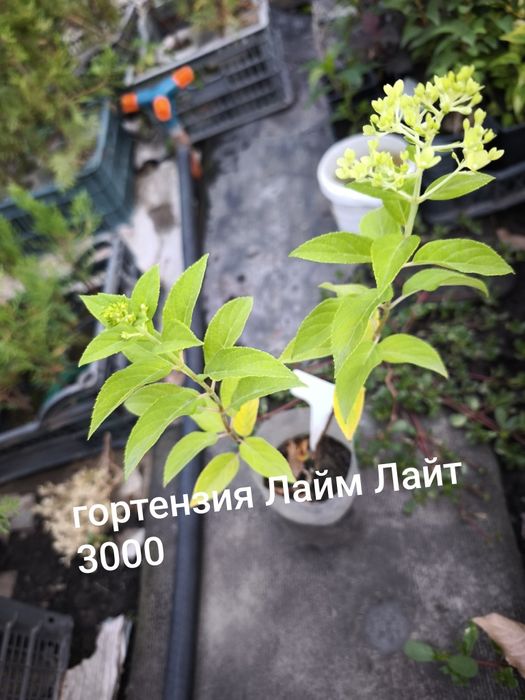Цветы, кустарники и хвойные