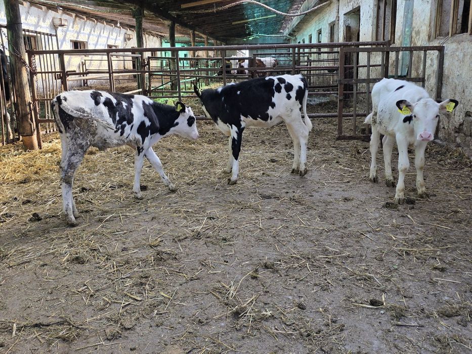 Vând vitele holstein