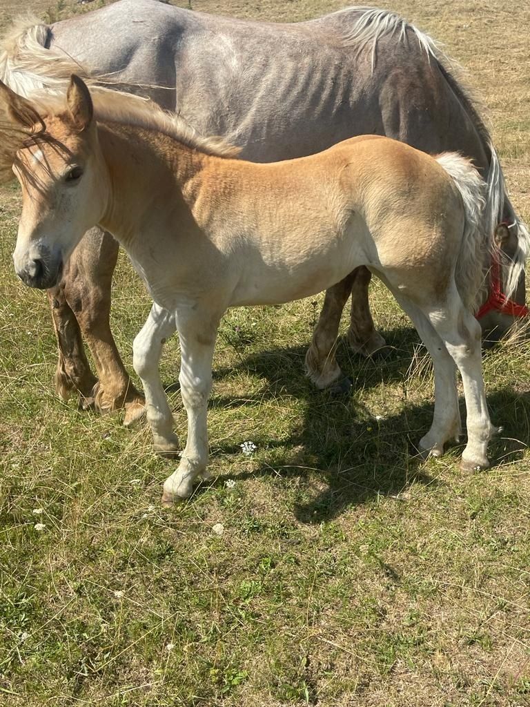 Vând 4 mnzute  în vârstă 1.an