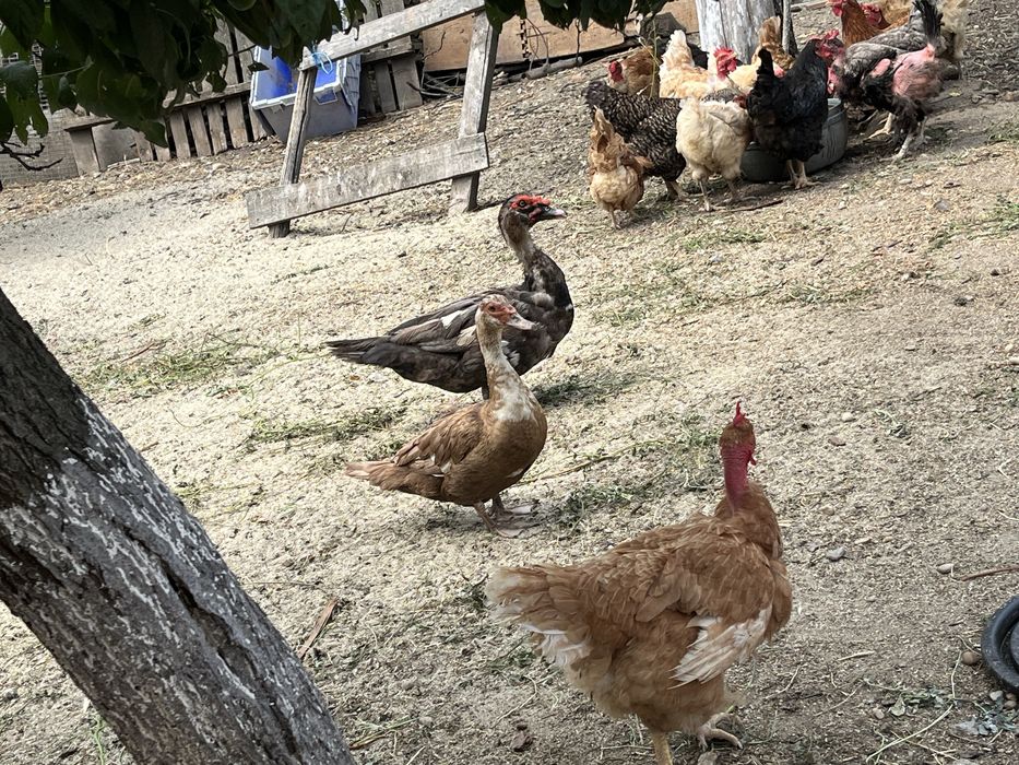 Rate lesesti colorate / mute