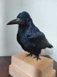 Cioara de semanatura impaiata, taxidermie CS1