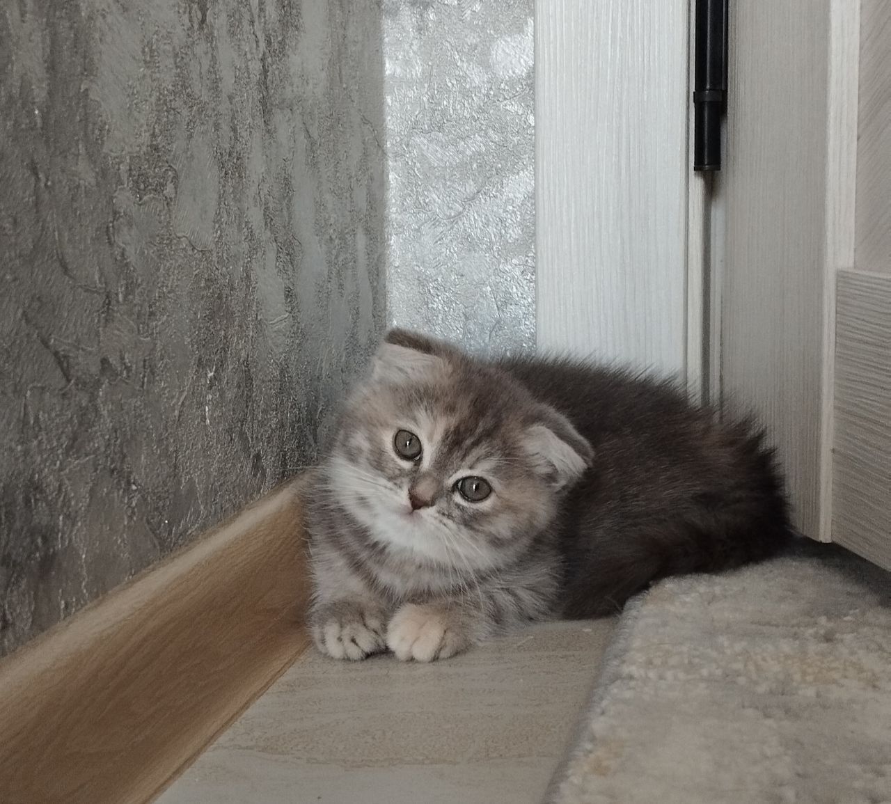 Пародистые котята
