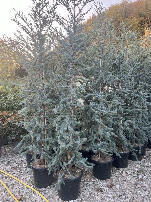 Plante ornametale naturale tuia