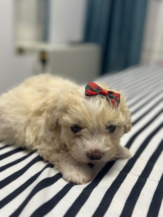 Vând bichon maltez mini toy