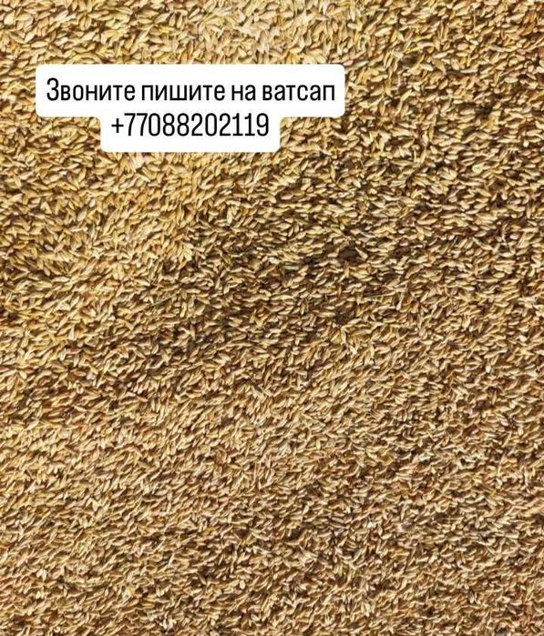 Пшеница зерно в мешках