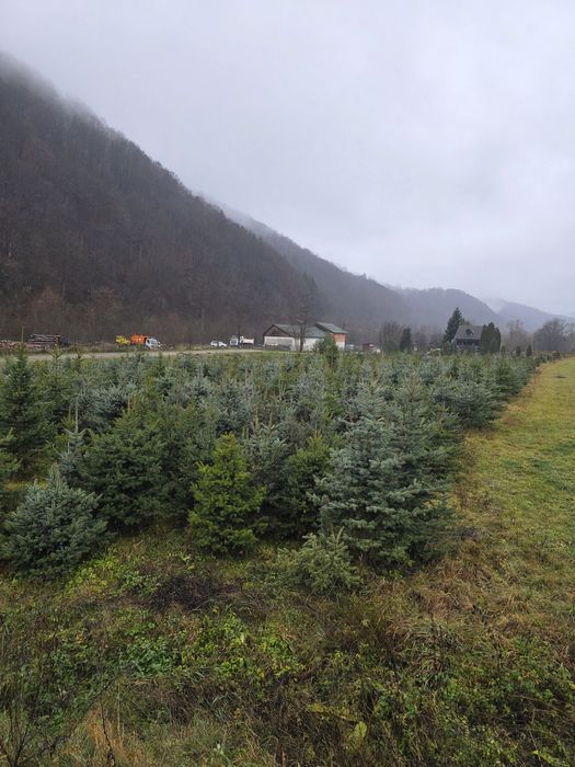 Brazi Argintii si Verzi