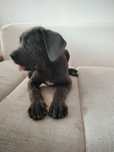 Cane Corso culoare gri