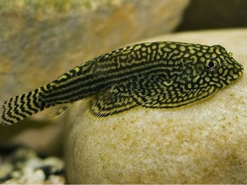 Номерные сомы l397, l333, l181, l144, l471.