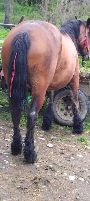 vnd iapă  8 ani sau skimb cu cai sau cu mașin