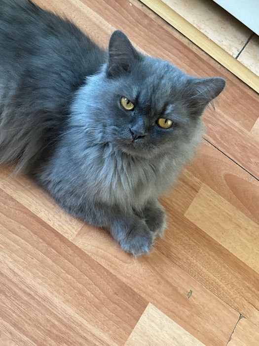 кот михайл ищет дом