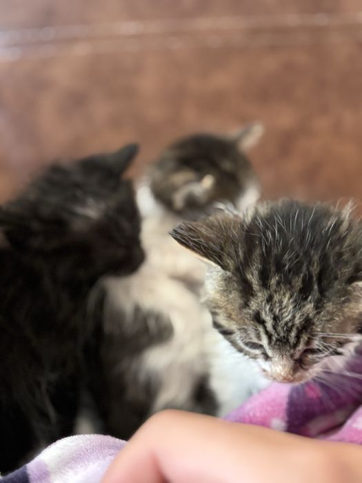 Малки бебе котенца. ПОДАРЯВАМ