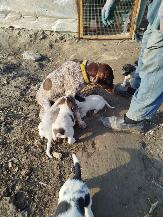 Овчи ит  боллари сотилади