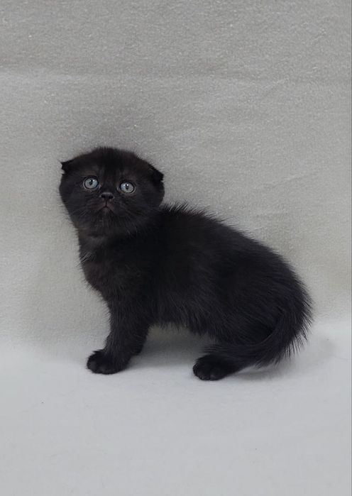 Скотиш фолд мальчик
