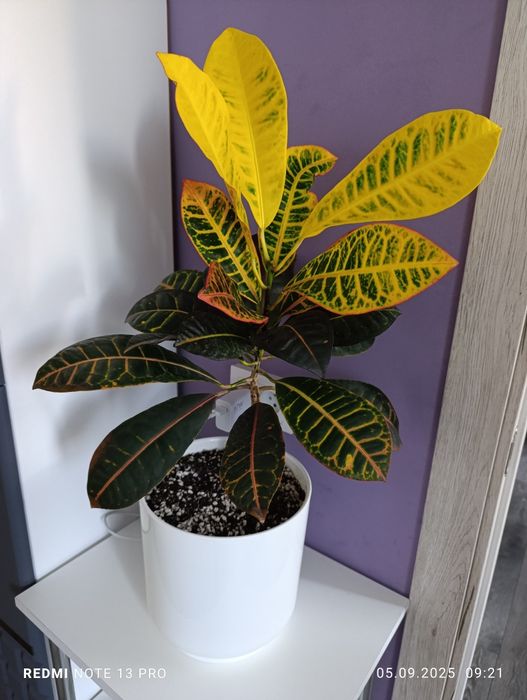 Продам комнатные цветы