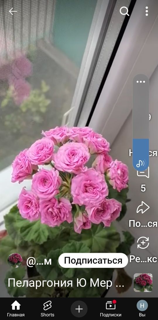 Продаётся сортовые герани по доступной цене