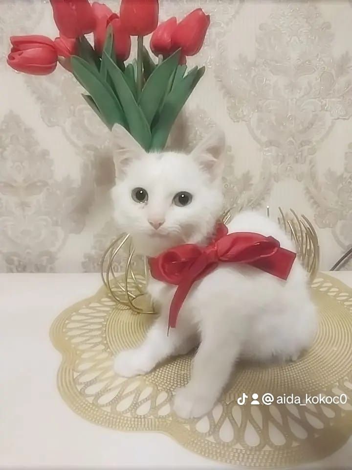 Котятки ищут дом