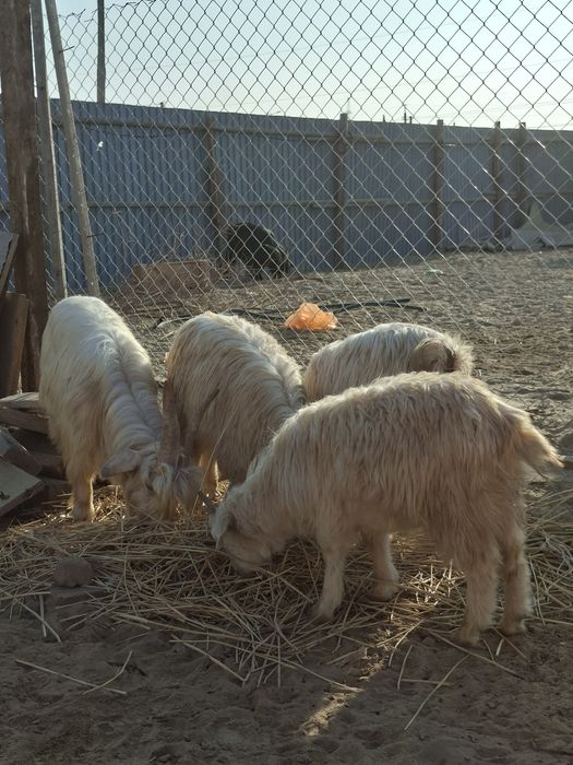 Ешкі, лақ, теке, туша сатылады