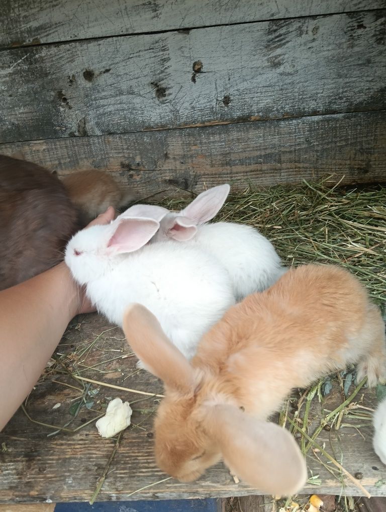 Disponibili Iepurași