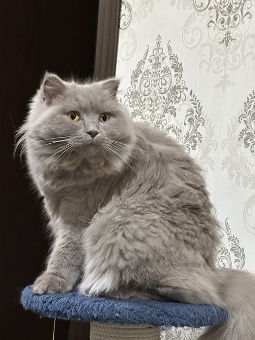 Highlandfold котенок чистокровный