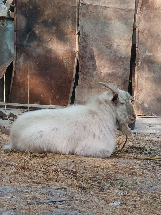 Oppoq taka ,zottor ,dalada osgan