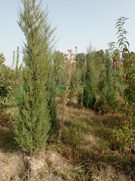 archa koʻchatlari bor