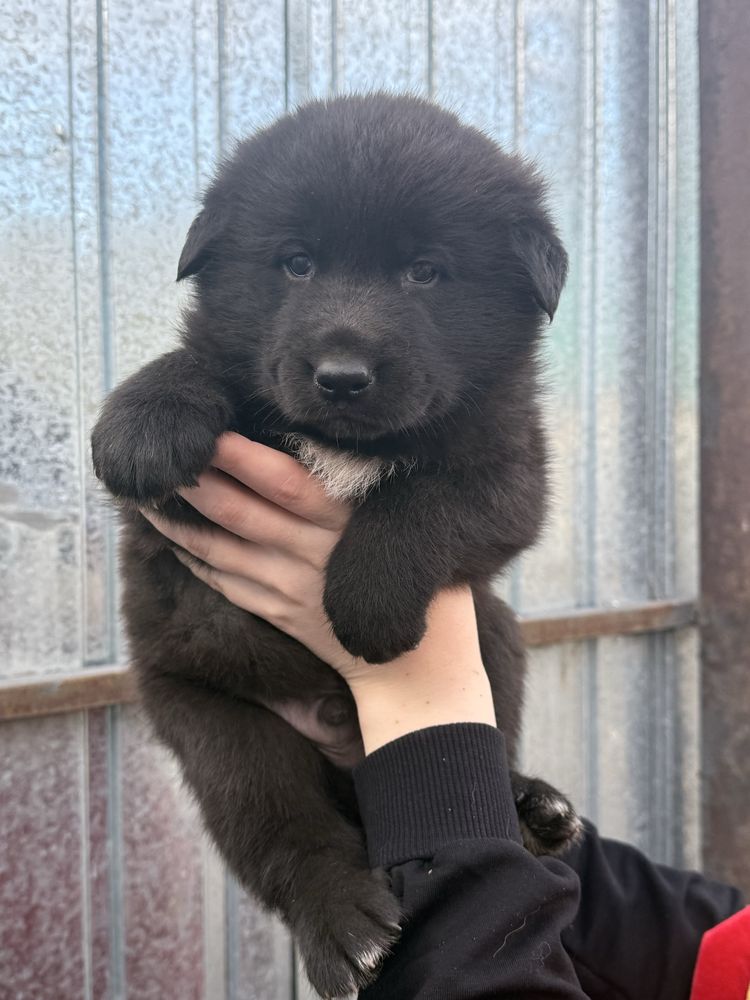 Продам классных щенков