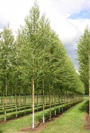 Platan ( platanus acerifolia ) mesteacan, tei, artar, copaci de umbră.