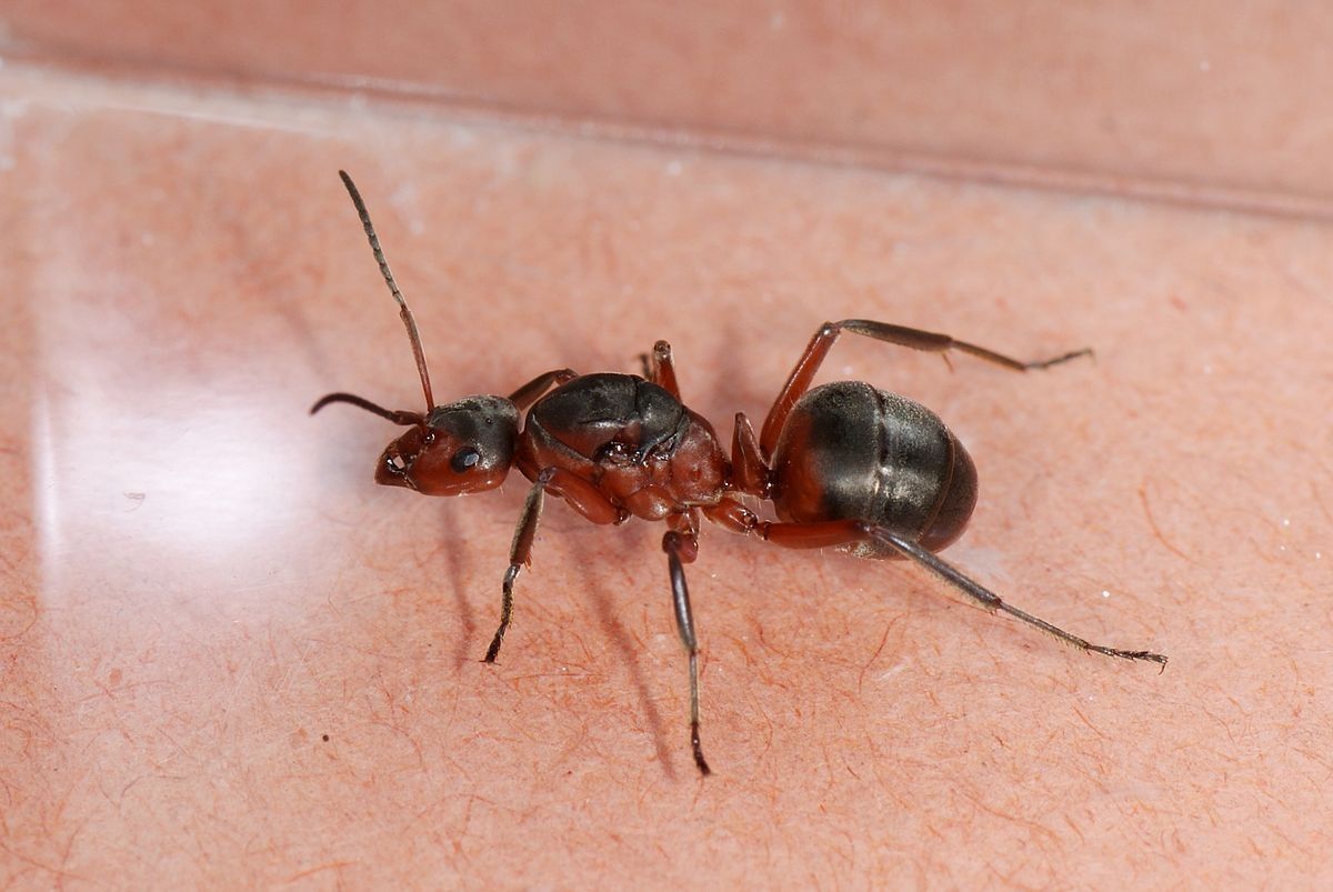 Муравьиные матки Formica pratensis — для старта фермы / формикария