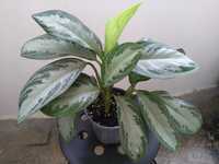 Planta tropicala superba Aglaonema Silver Bay Chinese Evergreen