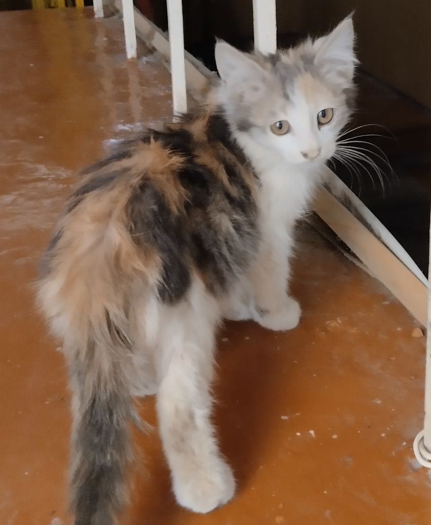 Котенок в добрые руки