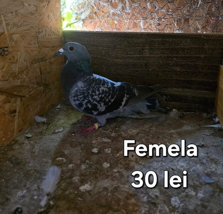 Porumbei diferite rase