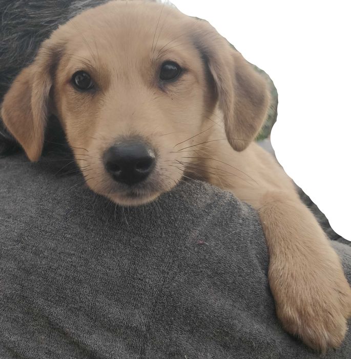 Подаряваме кученцe бездомниче пухено бобче мъжко