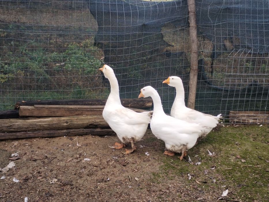 2 gâște și 1 gânsac