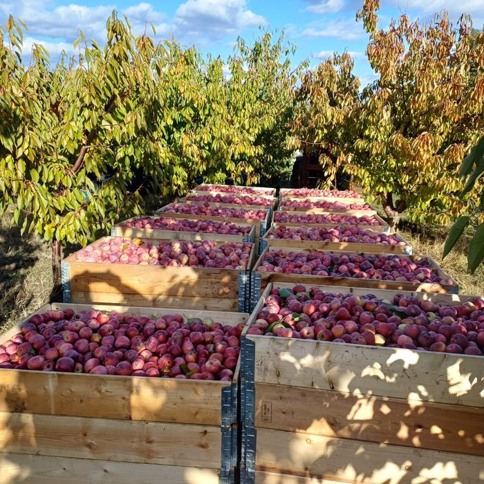 3,5 lei florina și 3lei golden angro