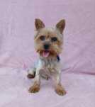 Asigur transport !!! Mascul adult Yorkshire Terrier cu Pedigree !!!