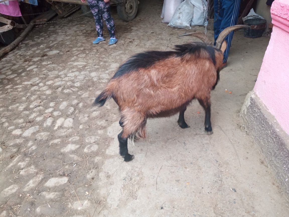 Vând țap preț negociabil