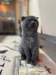 Pisicuța British Shorthair Fold