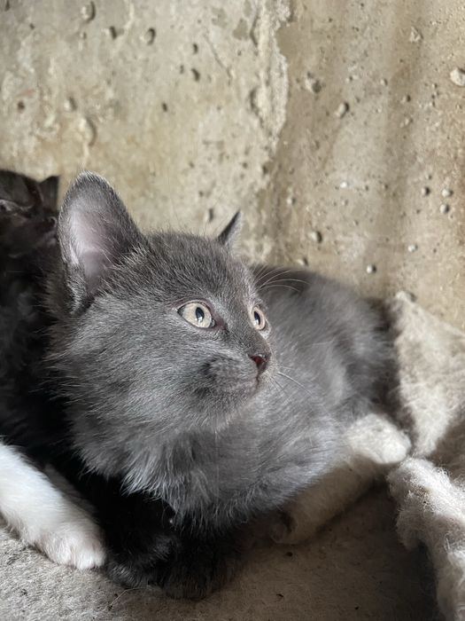 Отдам котенка в хорошие руки