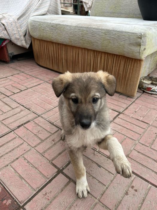 Отдаем щенков в хорошие руки