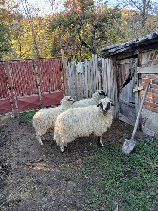 Vând 2 oi  brezi si 3 berbecuti