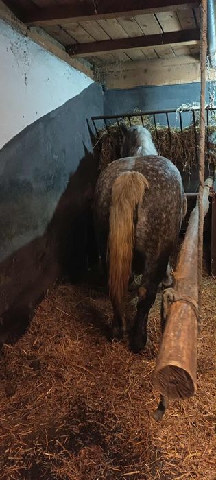 Vând iapă pentru pretențioși 6pe 7 ani