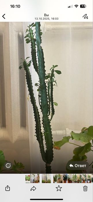 Замиокулькас, сансевиерия большая и маленькая