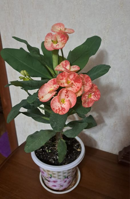 Цветы комнатные разные