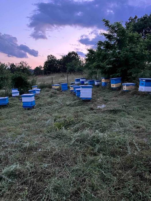 Пчелин (20 семейства) + 5.6 дка нива