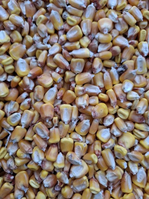 Vând porumb boabe 50 lei sacul